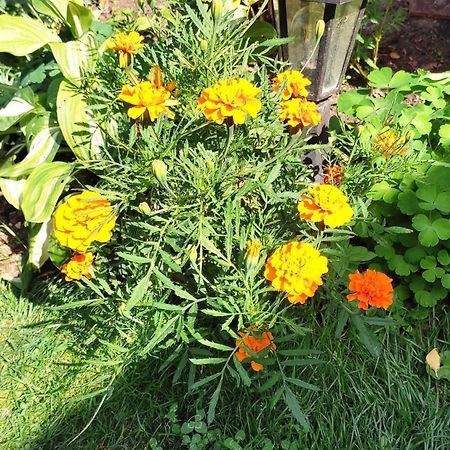 Un Deux Pieces Et Un Jardin A Villejuif Eksteriør bilde